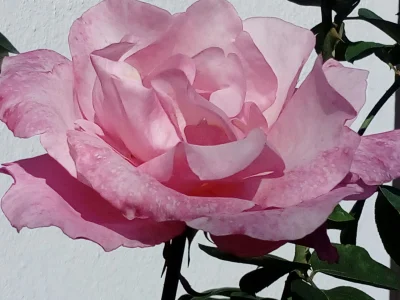 laaalaaa - Róża 76/100 z mojego ogrodu ( ͡° ͜ʖ ͡°)
#mojeroze #ogrodnictwo #chwalesie...
