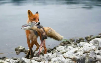 C.....r - Rzadkie zdjęcie lisa ratującego rybę przed utonięciem.
#lisek #zwierzaczki ...