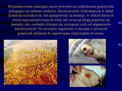 WesolekRomek - Hiroszima i Nagasaki zrobiły swoje