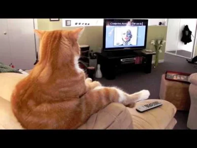 j.....d - Psy nie ogarniają wynalazku zwanego telewizją. Nie to co koty. ( ͡° ͜ʖ ͡°)