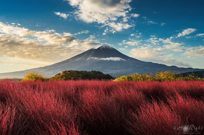 Sensitive - Oishi Park in Kawaguchiko, Japonia



#earthporn #azylboners #japonia #se...