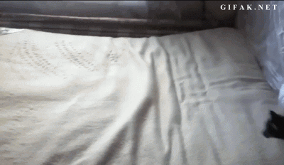 b.....a - #gif #kot #koty #skomplikowanysystemkotow