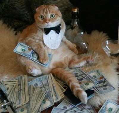helloworldtoday91 - Plusuj Money Cat'a jeżeli chcesz zostać bogaty. Minusuj jeżeli ch...