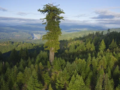 R187 - Trochę dziwnie przestawili te najwyższe drzewo jeśli chodzi o kształt korony. ...