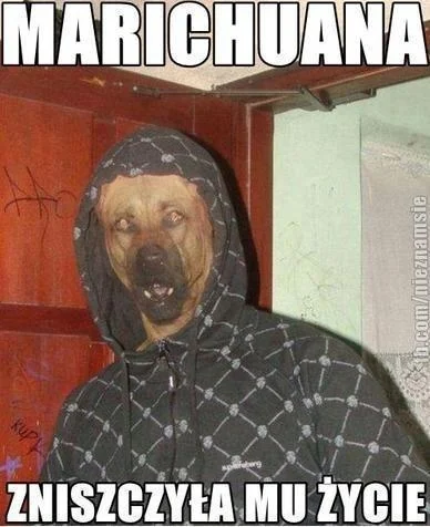 J.....d - #narkomania #marihuana