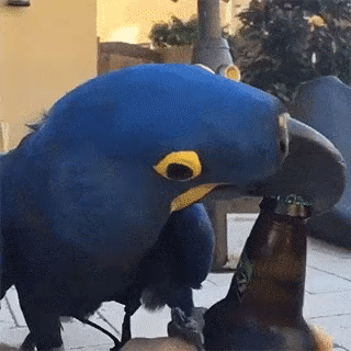 Pshemeck - Kocham Cię moja papugo, pij ze mną piwo (ʘ‿ʘ)
#papuszkaboners #papugi #sm...