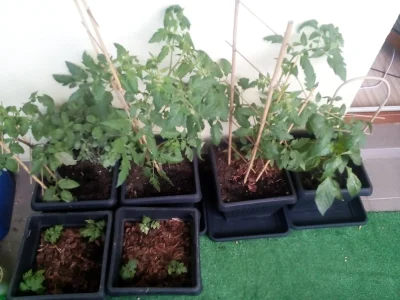 blogger - #ogrodnictwo #balkon

Mam na balkonie sadzonki pomidorów malinowych, cher...