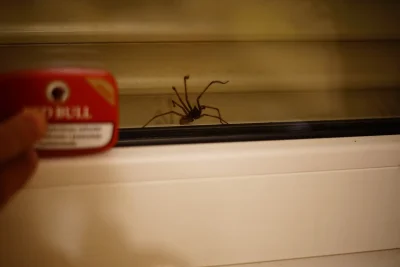 thewizard - #!$%@? pająk za szybą. Przypomina te spod tematu jadowity pająk znalezion...