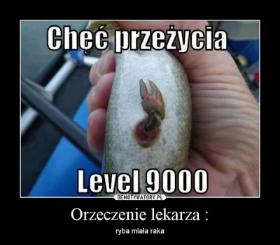 AtomowaFoka - @Arcziii: @tejotte: Gówno się znacie to ta sama ryba.