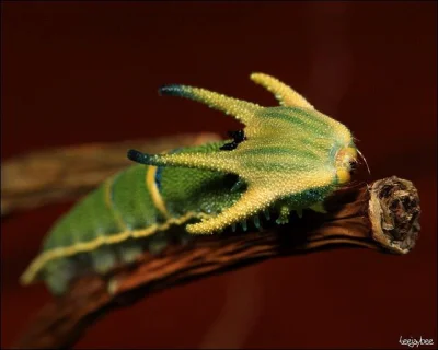 GraveDigger - Gąsienica taka ʕ•ᴥ•ʔ Lepidottero Ninfalide
#zwierzaczki #caterpillarbo...
