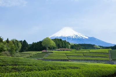 s.....t - Ogród herbaciany w pobliżu góry Fuji, prefektura Shizuoka



Mógłbym tam sp...