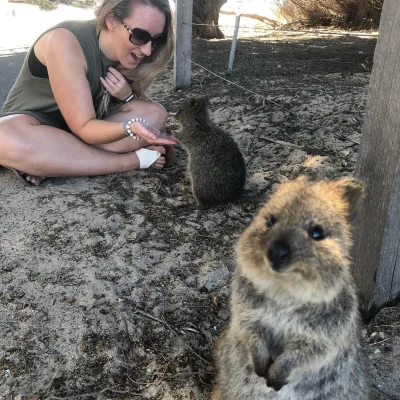 mfek00 - Niedzielna kuoczka to najlepsza kuoczka
#quokka #quokkanadzis #zwierzaczki