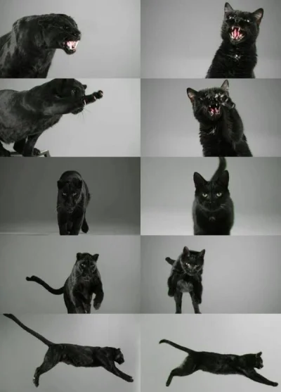Styrmir - #koty #zwierzaczki