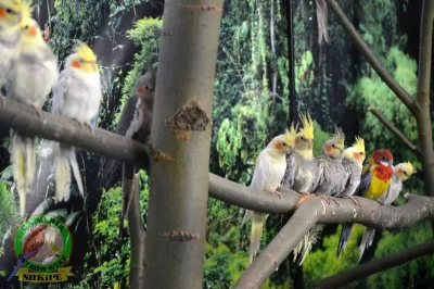 Fulleks - Wystawa ptaków egzotycznych 2017, ktoś chętny odwiedzić w 2018 ? 

#papug...