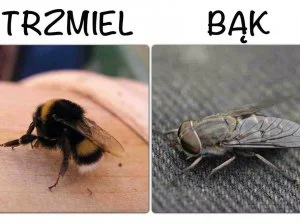 tapek - @Bezsprzecznie: i jeszcze to trzeba dodać: