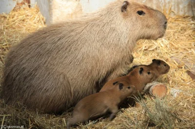 6thsurvivor - W #poznan w zoo urodziły się małe kapibary!:D To prawdopodobnie najleps...