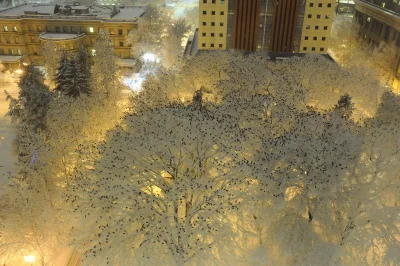 mroz3 - >What hundreds of crows roosting in the snow at night looks like

#fotograf...
