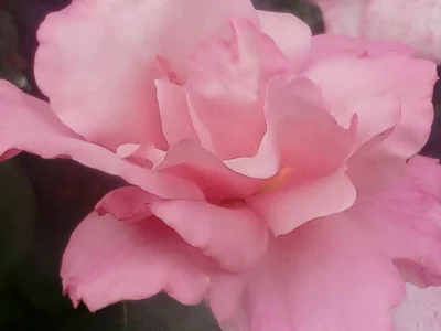 laaalaaa - Róża 55/100
SPOILER
#mojeroze #chwalesie #ogrodnictwo #mojezdjecie