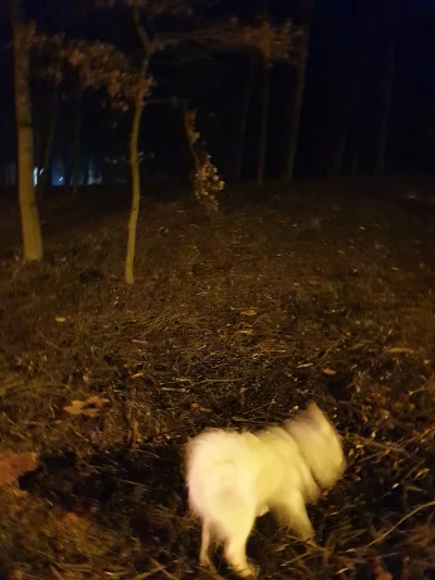 dyrmac - @gohafeliczita9 z psem. Patrzył w las i szczekal