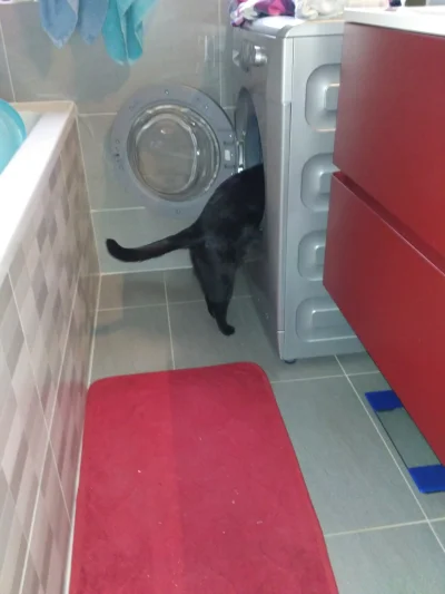qbicone - Przegląd pralki odbyty. 
#pokazkota #koty #srajzwykopem