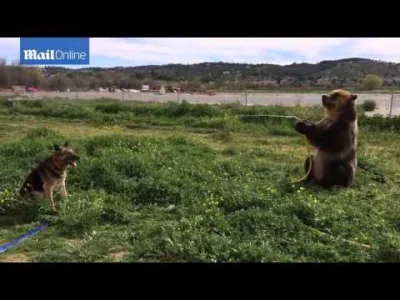 itroll - Niedźwiedź polewa psa wodą ( ͡° ͜ʖ ͡°)

#heheszki #zwierzeta #psy #youtube