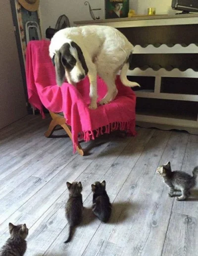 G.....n - #koty terroryzują #smiesznypiesek