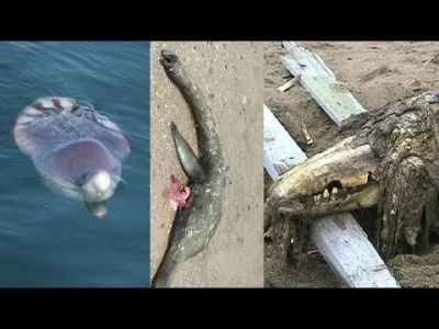 Trajforce - Unidentified Sea Monster Remains Examined

Nowy Trey z rana (｡◕‿‿◕｡)
#...