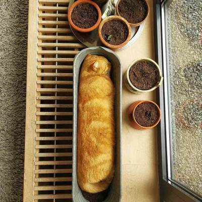 V.....r - Z cyklu: koty, które udają chleb (✌ ﾟ ∀ ﾟ)☞

#koty #smiesznypiesek #bojow...