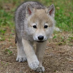 jarzynka - #zwierzaczki Całe dzieciństwo wciskali mi kit, że dostanę wilka jak będę s...