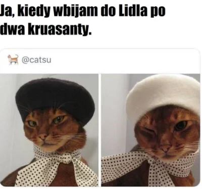 Skipi1111 - #heheszki #humorobrazkowy #koty #memy