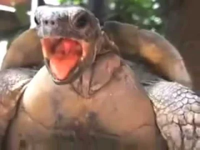 Marcinnx - @Maglev: @Heisenburger: @z0z0l: @Mirekzkolega: no co? żółwik normalnie prz...