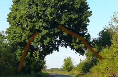 Atexor - @thanksforthesupport: a może to dwa drzewa :)