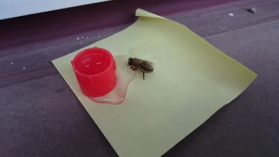 intri - Nuda w pracy na szczęście zobaczyłem zmordowaną pszczołę. Zrobiłem full serwi...