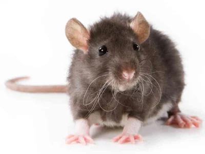 darbarian - To nie mysz a szczur, wiadomo powszechnie że w wawce od dawna siedlisko s...