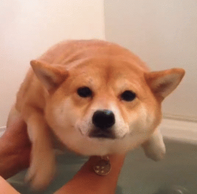 czcigodnykoala - (｡◕‿‿◕｡)
#piesel #doge #psy #shibainu #smiesznypiesek #byloalebedzi...