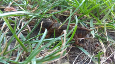 Braknazwyuzytkownika - Co to za owad, miał taki kask i czułki długie, gruby jak palec...