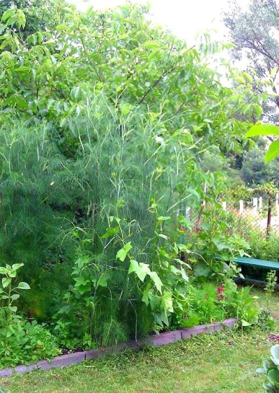 CurlyHairGirl - Kto ma ponad 2 metrowy koperek ?

SPOILER

#ogrodnictwo #ogrod #b...