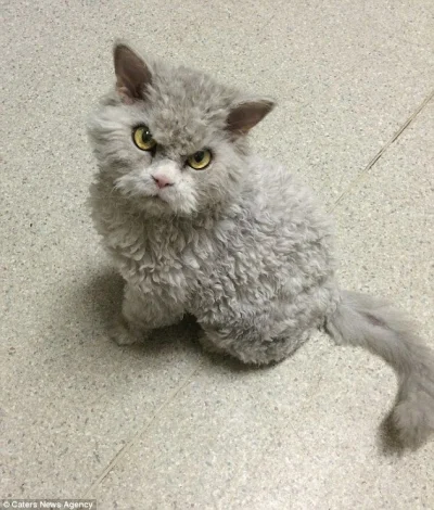 kubako - @maresun: @drhl: selkirk rex