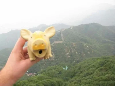 waldekzcargo - Świnia na tle muru chińskiego