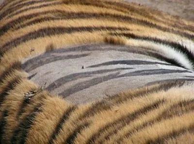 GraveDigger - Wiecie, że skóra tygrysa też jest w paski, a nie tylko jego sierść? :)
...