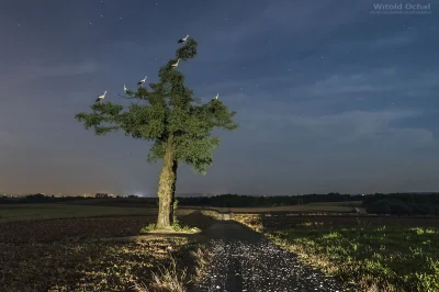 Vilyen - co #bocian robi nocą? :) #przyroda #fotografia