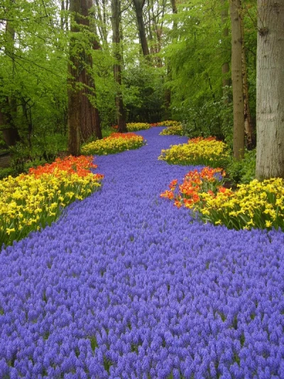 ewcikson - i jeszcze raz #kochamtulipany i szafirki #keukenhof :d #kwiaty