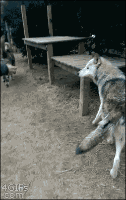 berecik - #psy #gif #wtf #natura