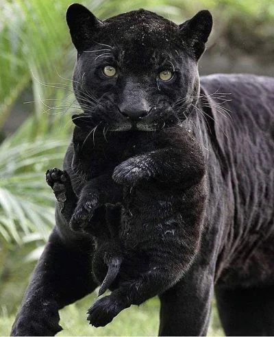 GraveDigger - Czarna pantera i jej ofiara. 
#zwierzaczki #dzikiekoty