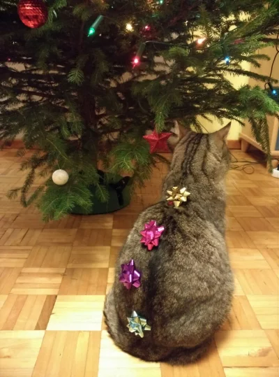biuna - #pokazkota #koty #kotybiuny
Wesołych świąt! :)