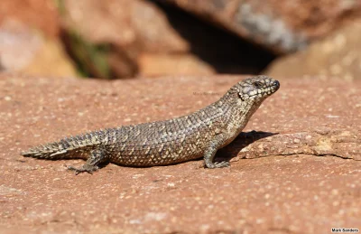 likk - zamiast powitania słów #porannaporcja Egernia stokesiiów

Egernia stokesii –...