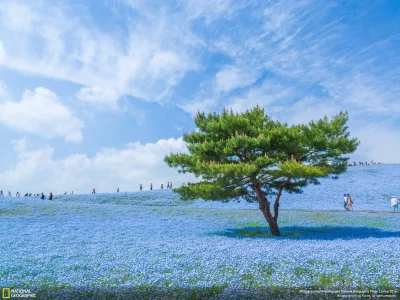 Lookazz - > Hitachi Seaside park in Japan

#japonia #earthporn #fotografia #byloale...