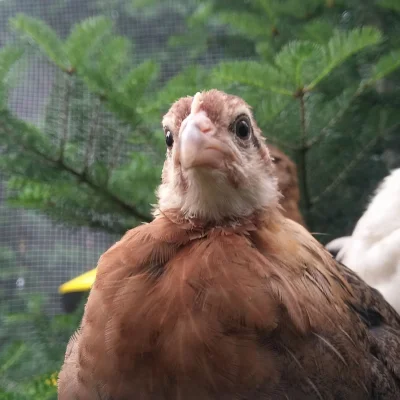 KrolOkon - Groźne kuraki chyba coś planują ( ͡° ͜ʖ ͡°)
#kurczaki #heheszki