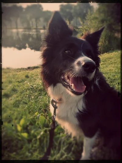 paprocyniok - Szanta - przedstawicielka Border Collie. Mądrzejsza niż cała moja rodzi...