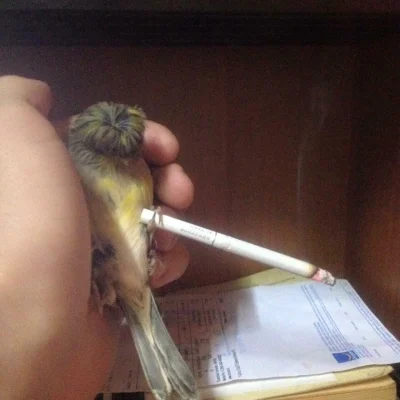 Papierekpoziemniaku - Z połączenia papugi i papierosa wychodzi papieros hmmm